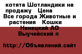 котята Шотландики на продажу › Цена ­ 5 000 - Все города Животные и растения » Кошки   . Ненецкий АО,Выучейский п.